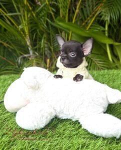 Curious and Tenderes Teacup Chihuahua Puppy