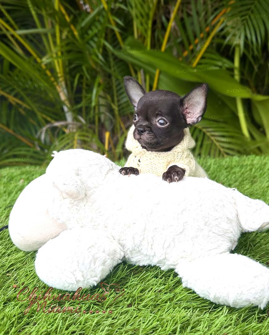 Curious and Tenderes Teacup Chihuahua Puppy