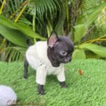 Beauty Black Teacup Chihuahua