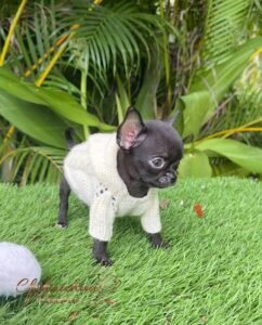 Beauty Black Teacup Chihuahua
