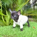 Cartier is a beauty Teacup Chihuahua