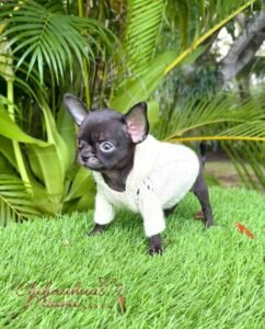 Cartier is a beauty Teacup Chihuahua