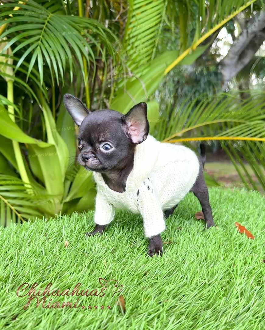 Cartier is a beauty Teacup Chihuahua