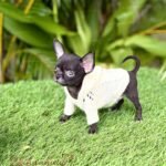 Teacup Chihuahua Cartier