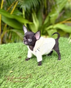 Teacup Chihuahua Cartier