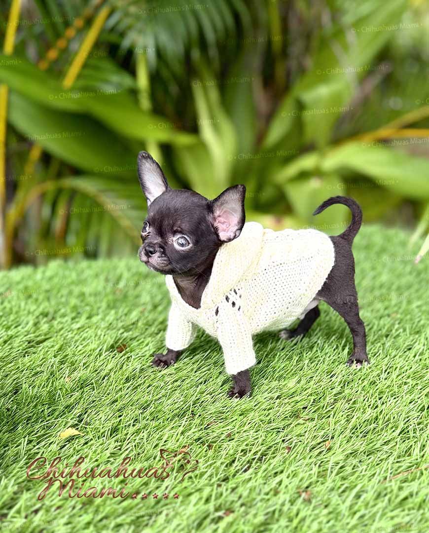 Teacup Chihuahua Cartier
