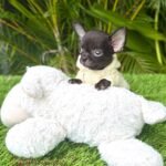 Teacup Chihuahua Cartier