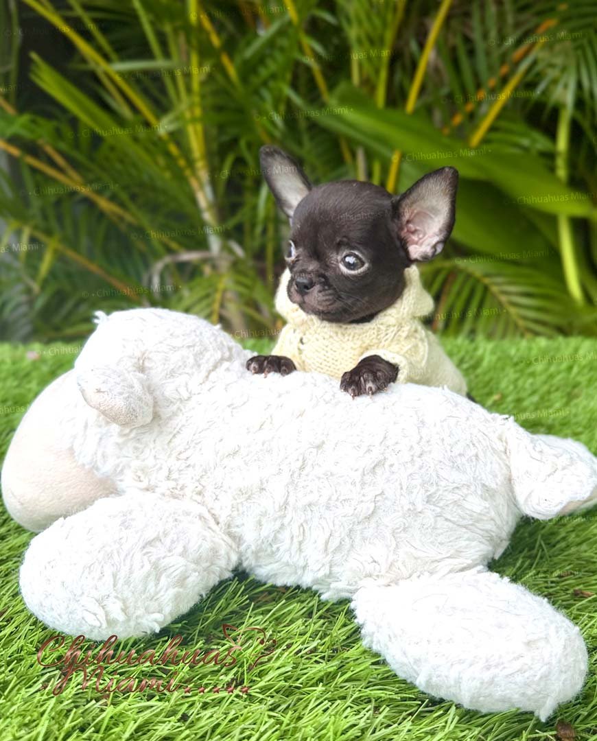 Teacup Chihuahua Cartier