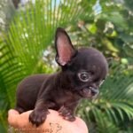 Teacup Applehead Chihuahua Cartier