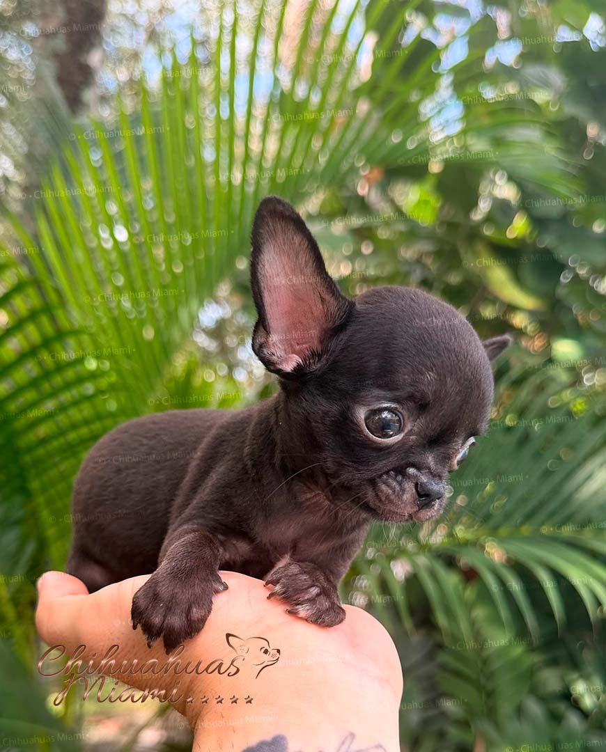 Teacup Applehead Chihuahua Cartier