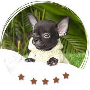 Teacup Chihuahua Cartier