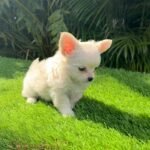 Teacup Chihuahua Casper