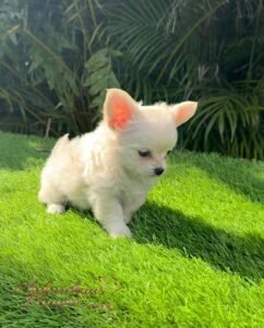 Teacup Chihuahua Casper