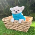 Teacup Chihuahua Casper