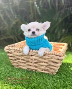 Teacup Chihuahua Casper