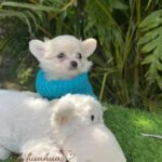 Teacup Chihuahua Casper