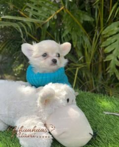 Teacup Chihuahua Casper