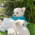 Teacup Chihuahua Casper