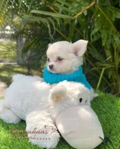 Teacup Chihuahua Casper