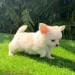 Teacup Chihuahua Casper