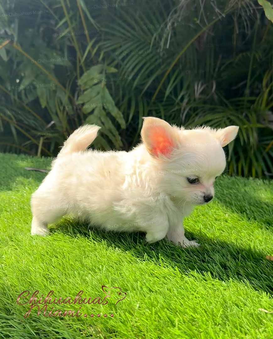 Teacup Chihuahua Casper