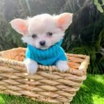 Teacup Chihuahua Casper