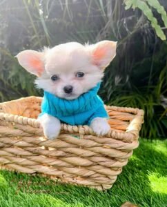 Teacup Chihuahua Casper