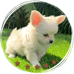 Teacup Chihuahua Casper