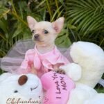 Teacup Chihuahua Coco Puff