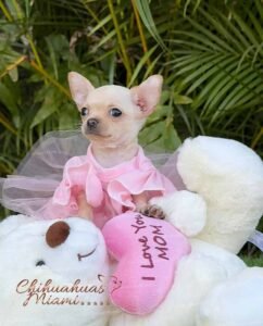 Teacup Chihuahua Coco Puff