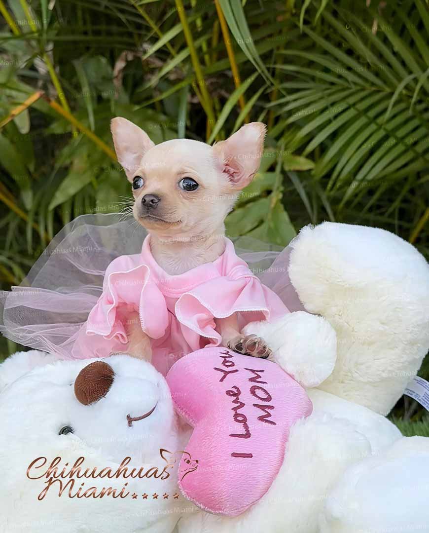 Teacup Chihuahua Coco Puff