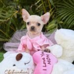 Teacup Chihuahua Coco Puff