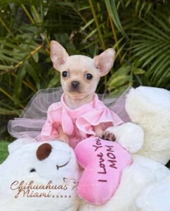 Teacup Chihuahua Coco Puff