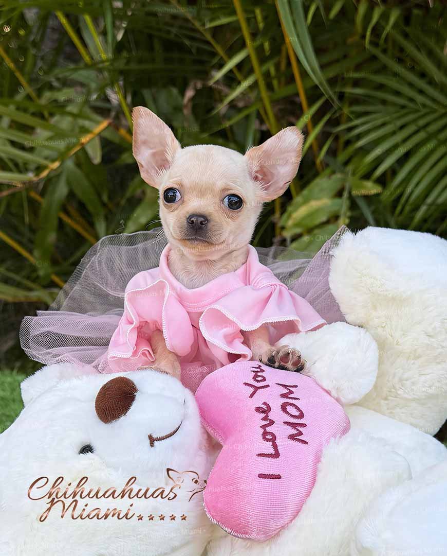 Teacup Chihuahua Coco Puff