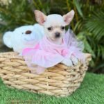 Teacup Chihuahua Coco Puff