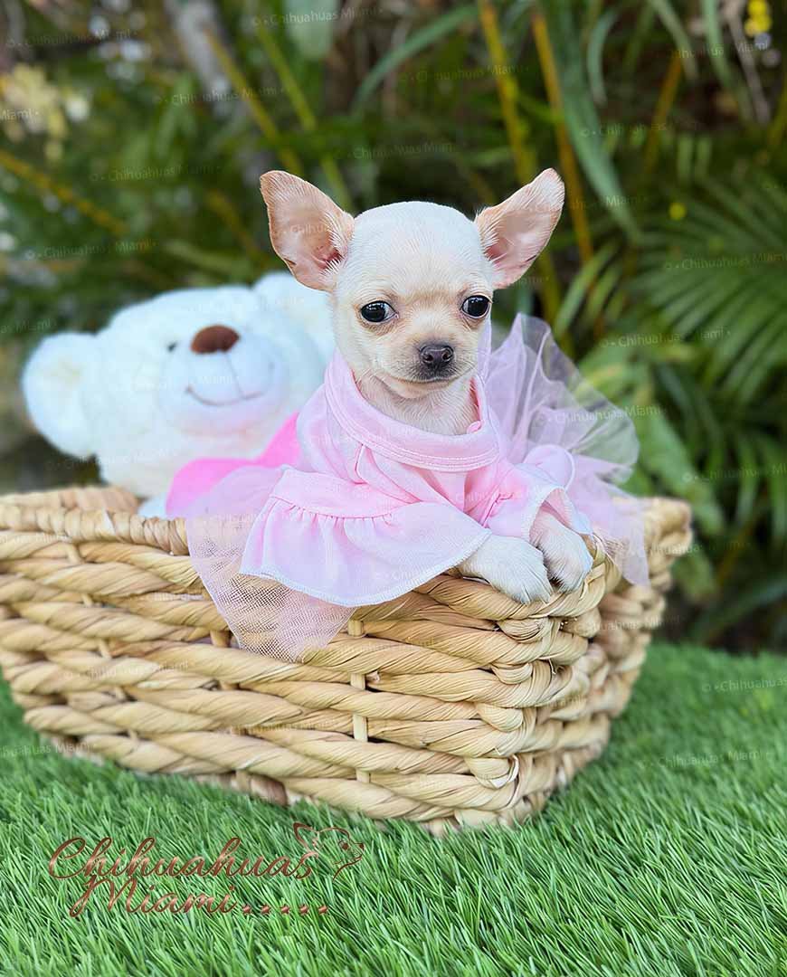 Teacup Chihuahua Coco Puff