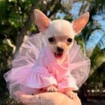 Teacup Chihuahua Coco Puff