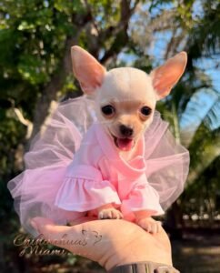 Teacup Chihuahua Coco Puff