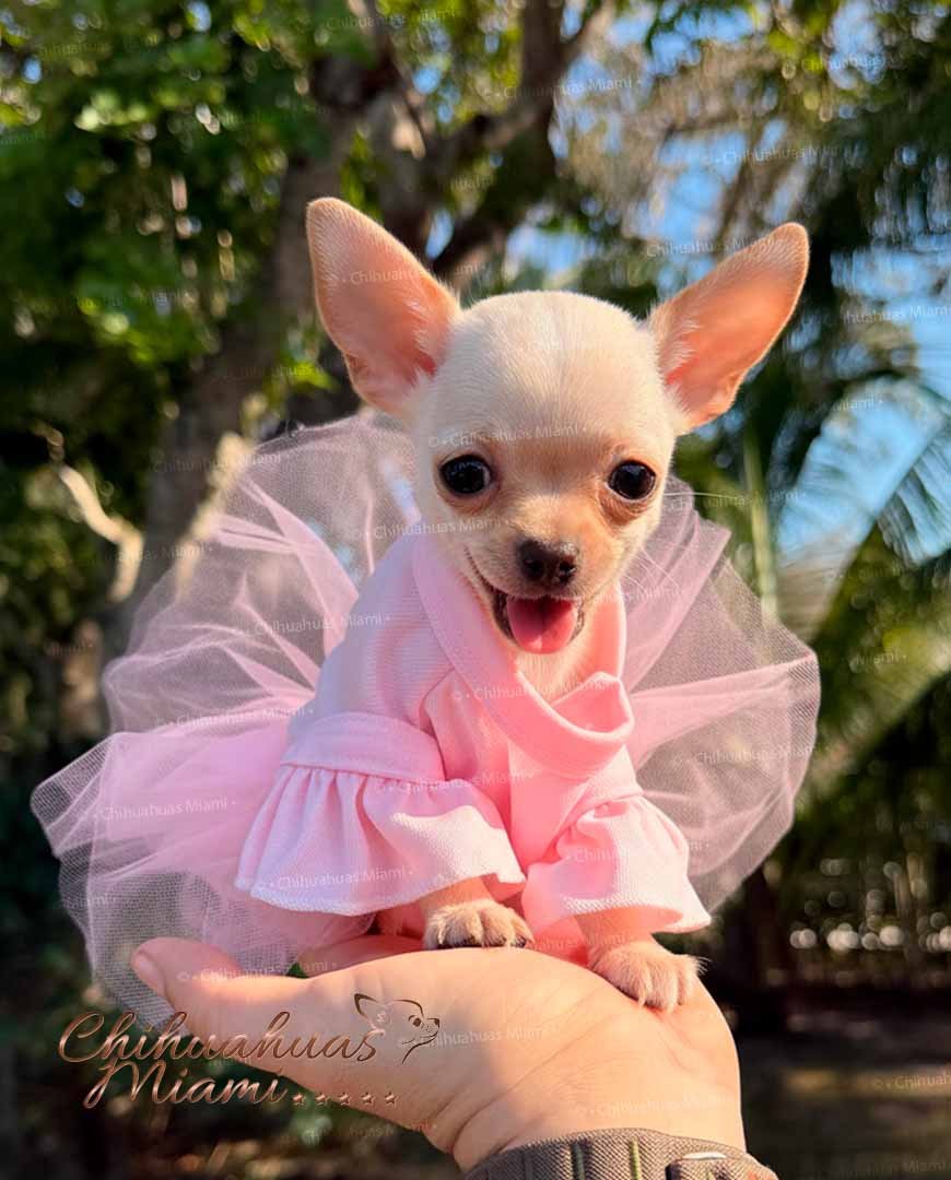 Teacup Chihuahua Coco Puff