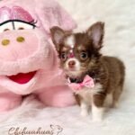 Teacup Chihuahua Cookie
