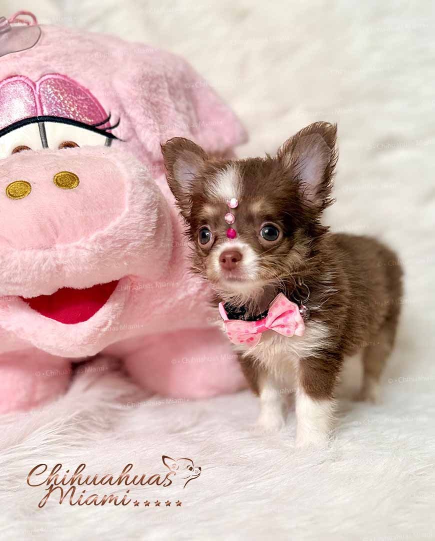 Teacup Chihuahua Cookie