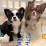 Cookie and Capuchino