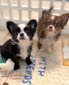 Cookie and Capuchino