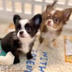 Cookie and Capuchino