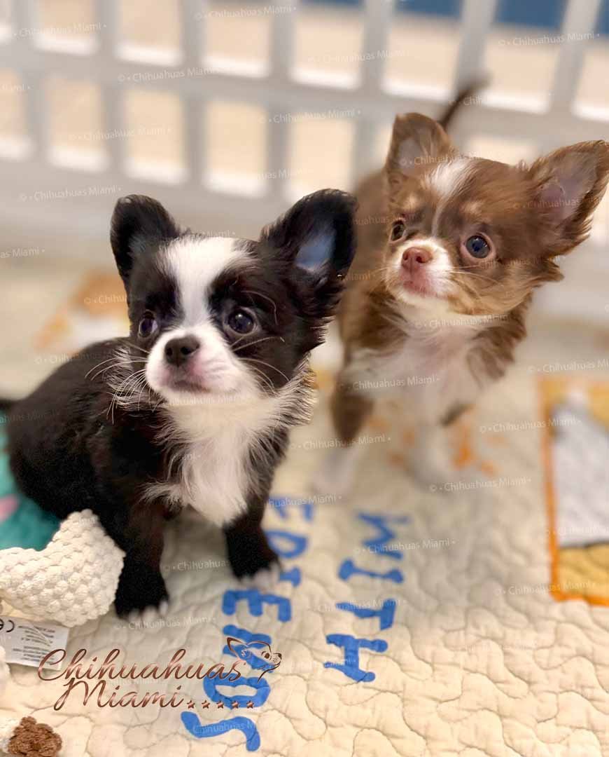 Cookie and Capuchino
