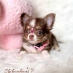 Teacup Chihuahua Cookie
