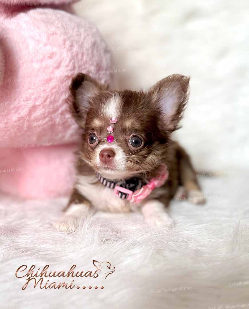 Teacup Chihuahua Cookie