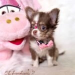 Teacup Chihuahua Cookie