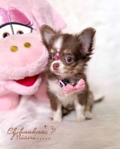 Teacup Chihuahua Cookie