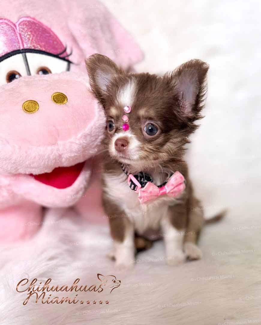 Teacup Chihuahua Cookie